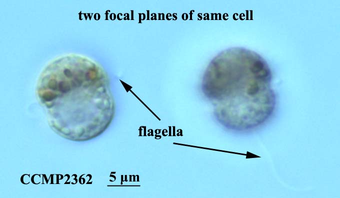 CCMP2362 | NCMA at Bigelow Laboratory
